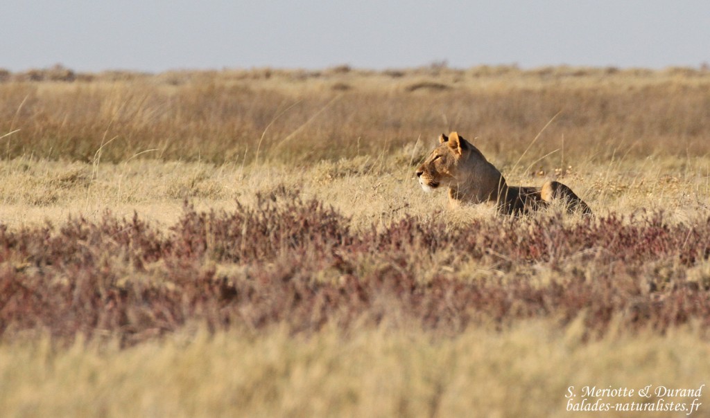 Lionne, Etosha