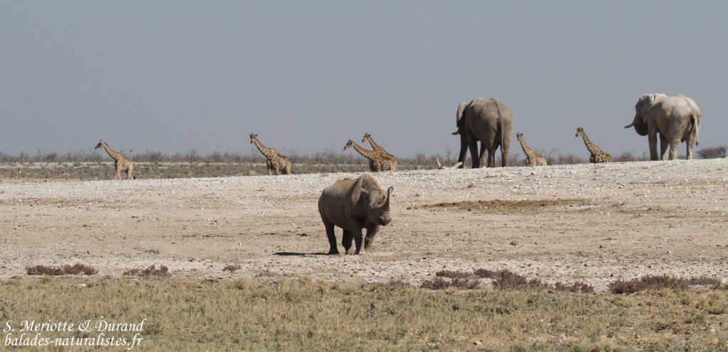 Rhinocéros noir, Nebrowni Etosha