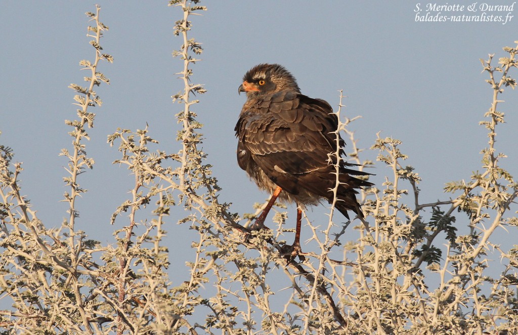 Autour chanteur, Etosha
