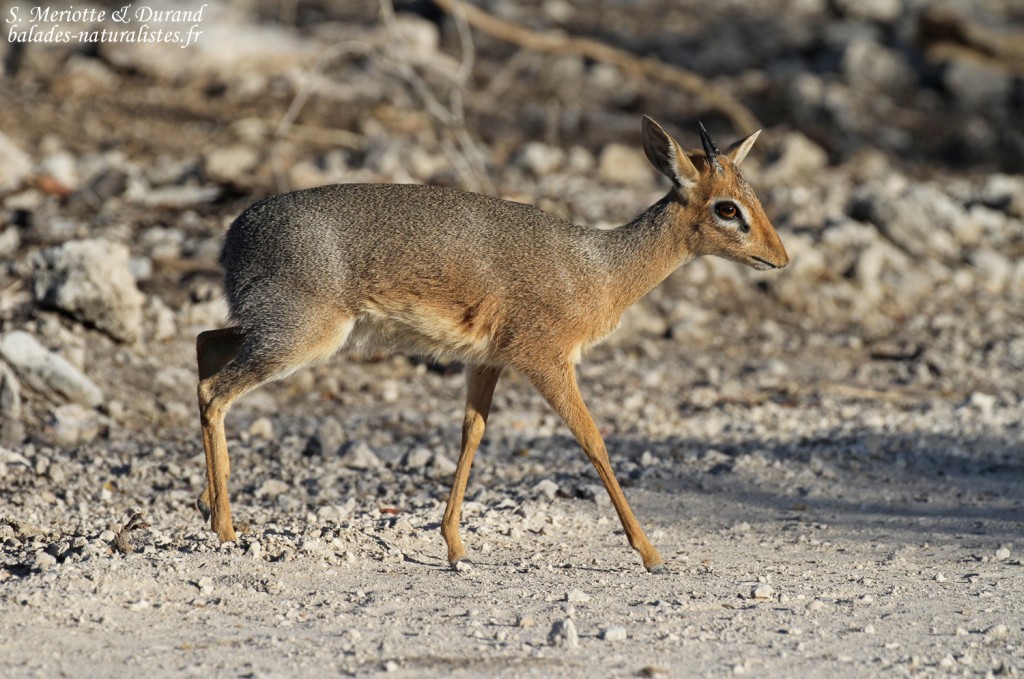 Dik dik de Damara, Etosha