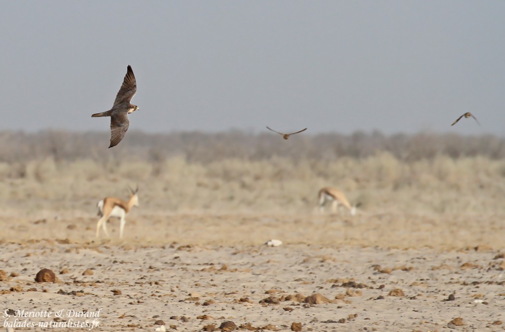 Faucon lanier, Ozonjuitji m'Bari, Etosha