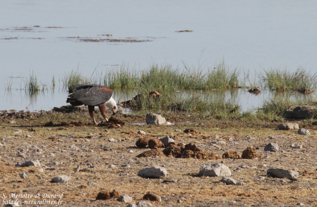 Pygargue vocifère, Homob Etosha