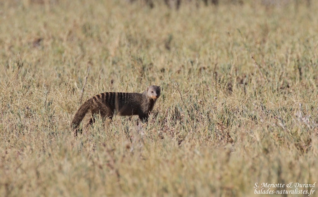 Mangue rayée, Charitsaub Etosha