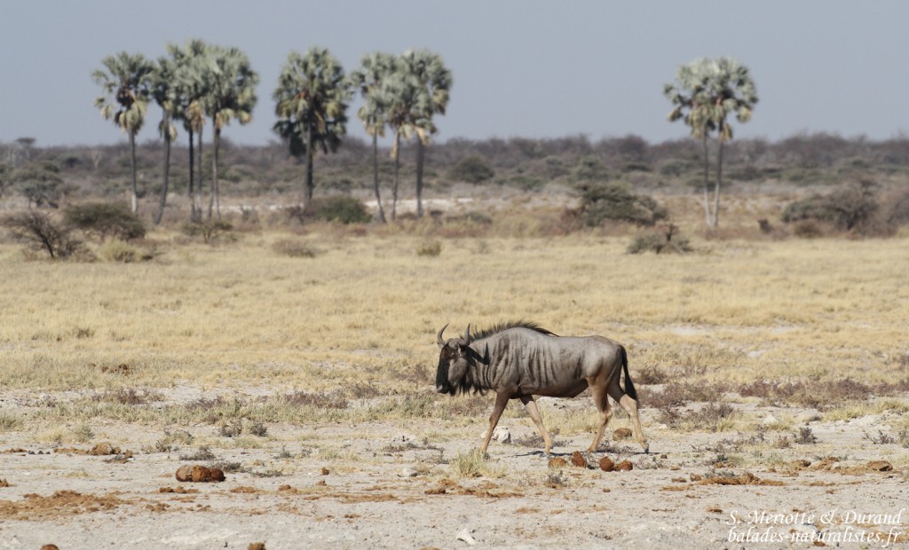 Gnou, Twee palms, Etosha