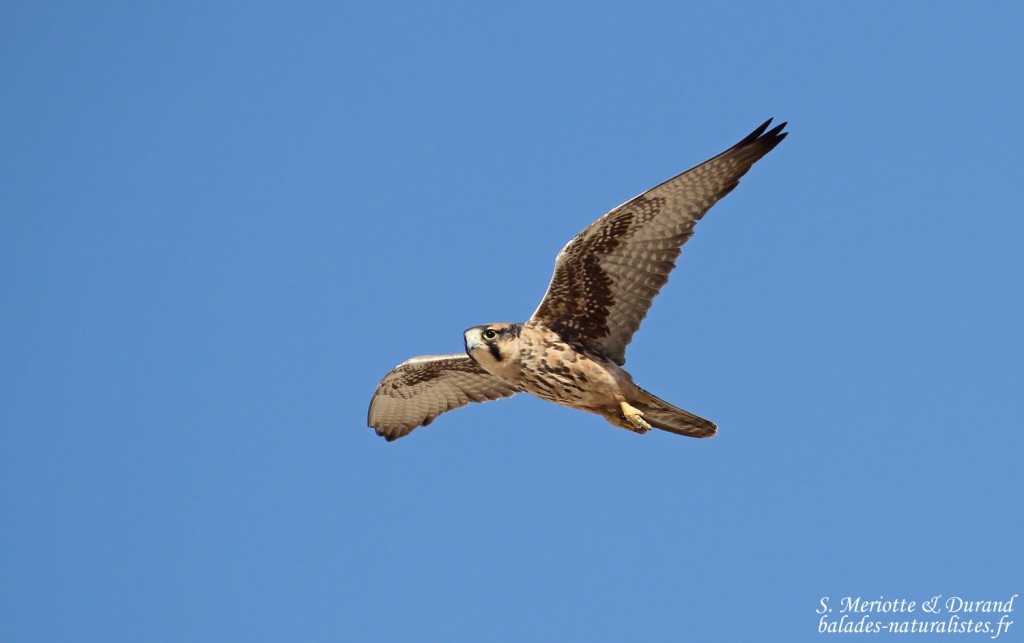Faucon lanier, Ozonjuitji m'Bari, Etosha