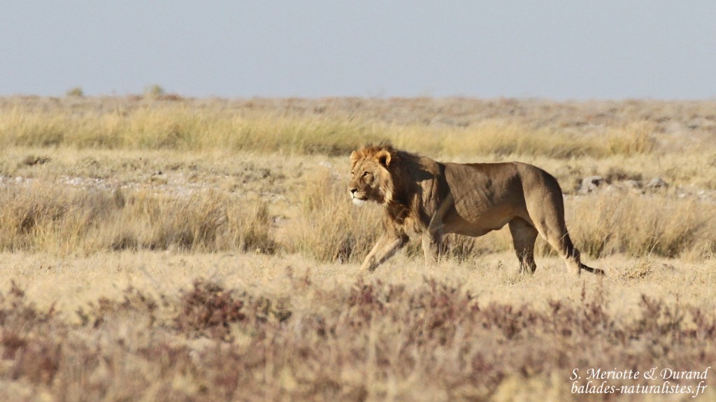 Lion, Etosha