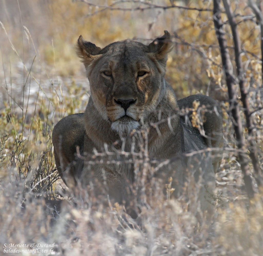 Lionne, Etosha
