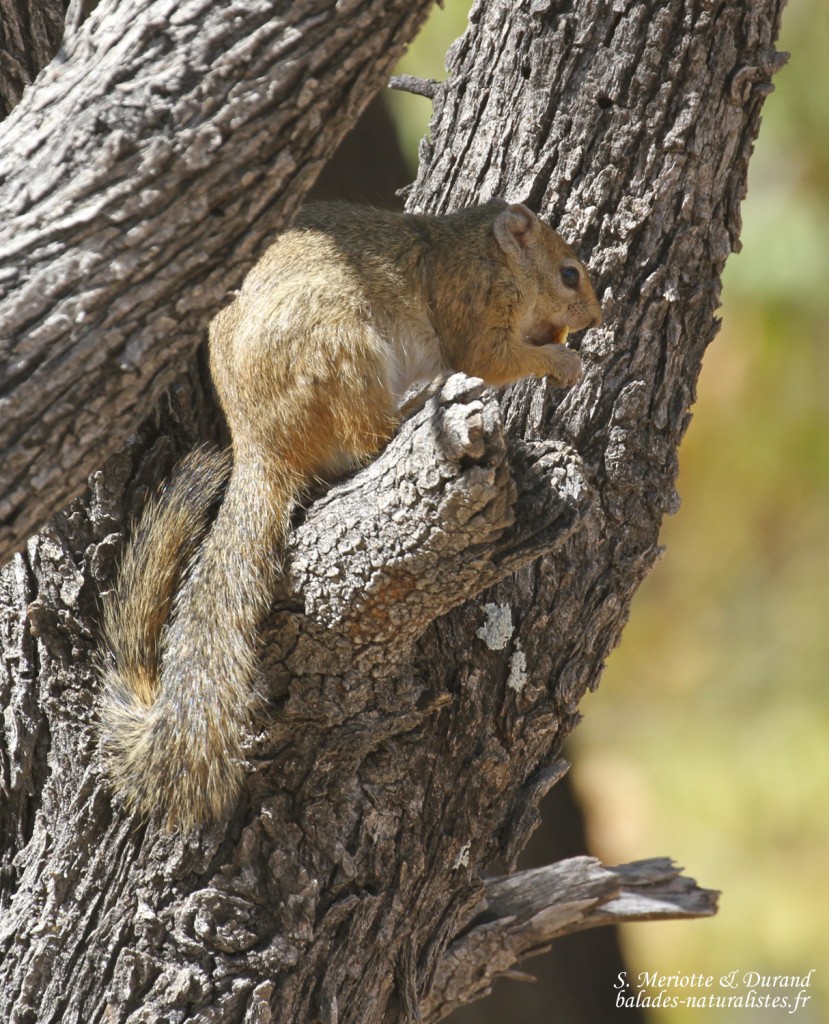 Écureuil, Halali (Etosha)