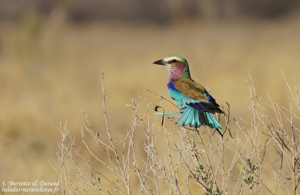 Rollier à longs brins, Halali (Etosha)