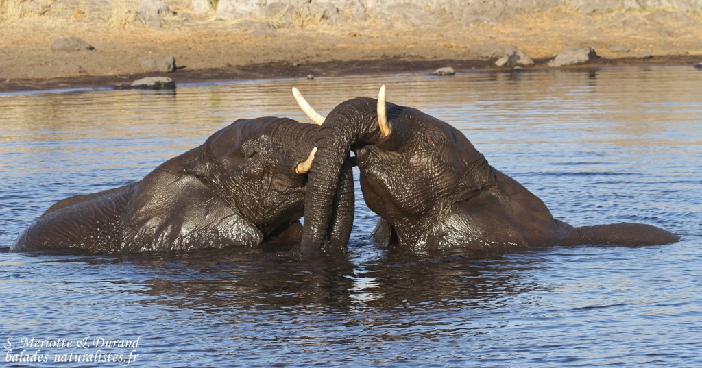 Éléphant, Nuamses, Etosha 