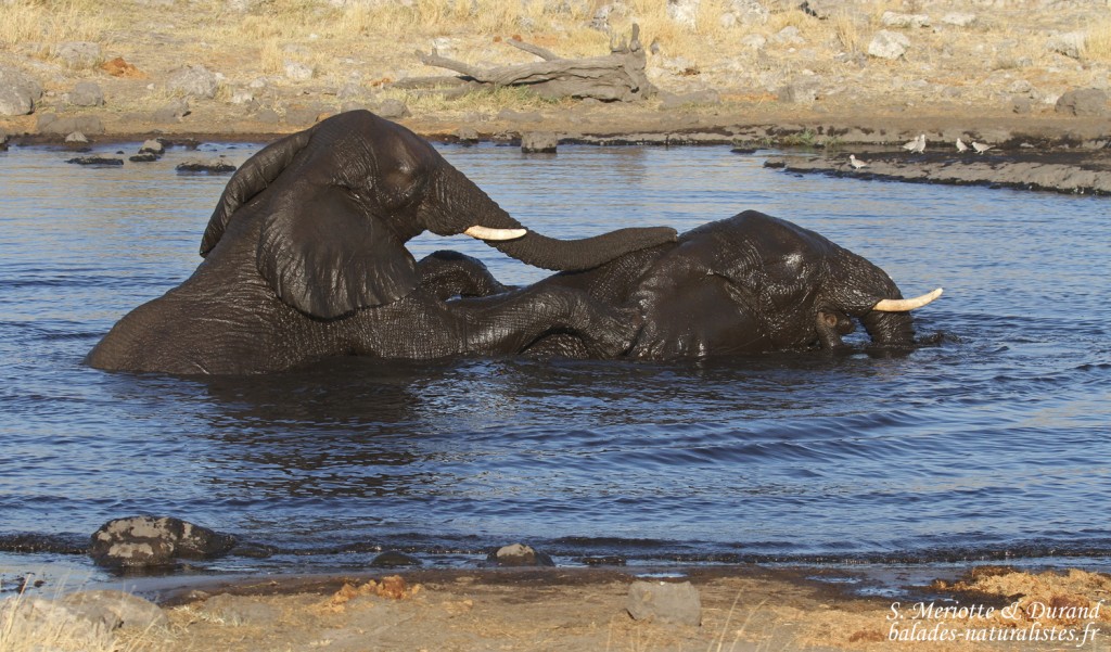 Éléphant, Nuamses, Etosha 