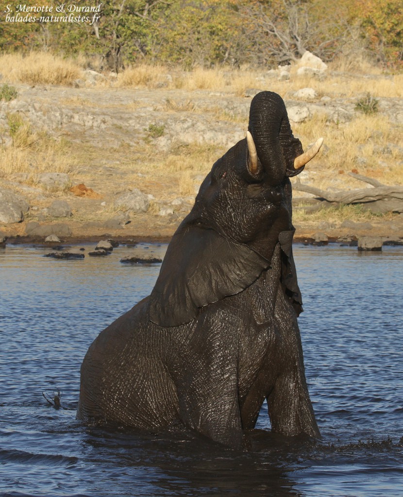 Éléphant, Nuamses, Etosha 