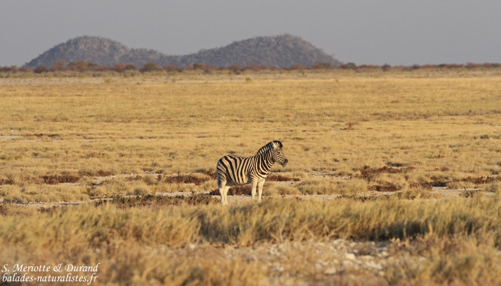 Zèbre de plaines, Halali, Etosha