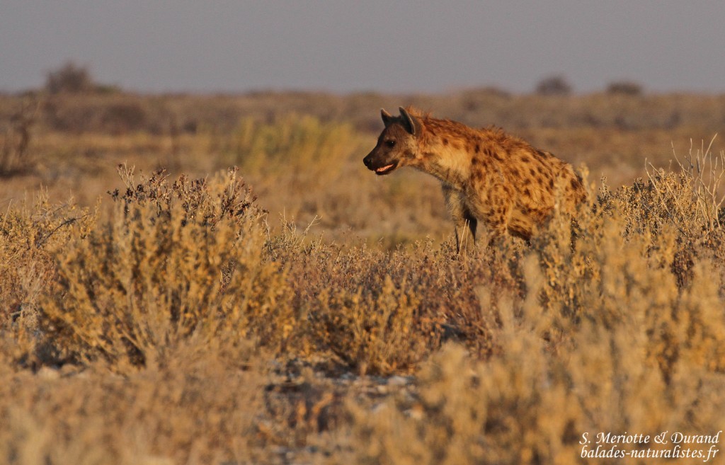 Hyène tachetée, Halali (Etosha)
