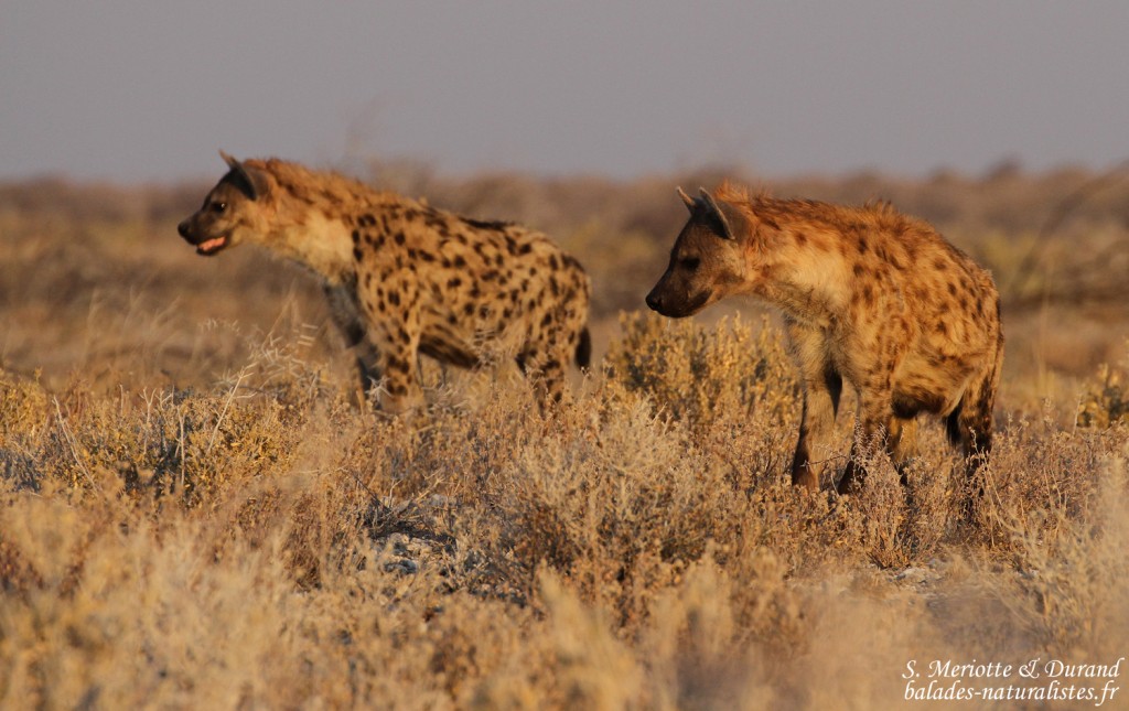 Hyène tachetée, Halali (Etosha)