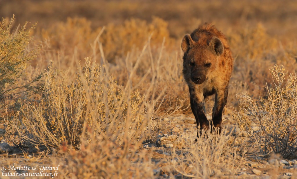 Hyène tachetée, Halali (Etosha)