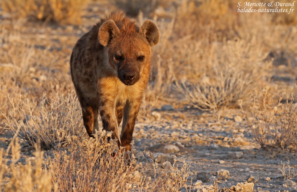 Hyène tachetée, Halali (Etosha)