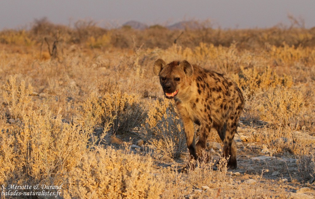 Hyène tachetée, Halali (Etosha)