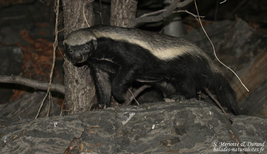 Ratel, Halali (Etosha)