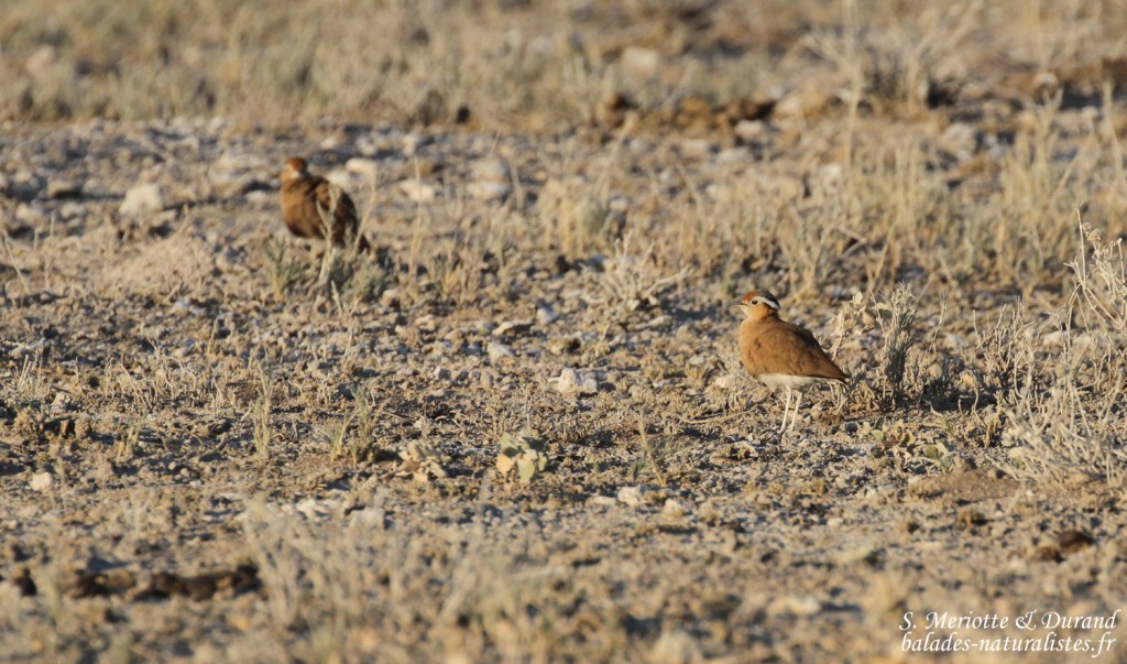 Courvite de Burchell, Halali (Etosha)