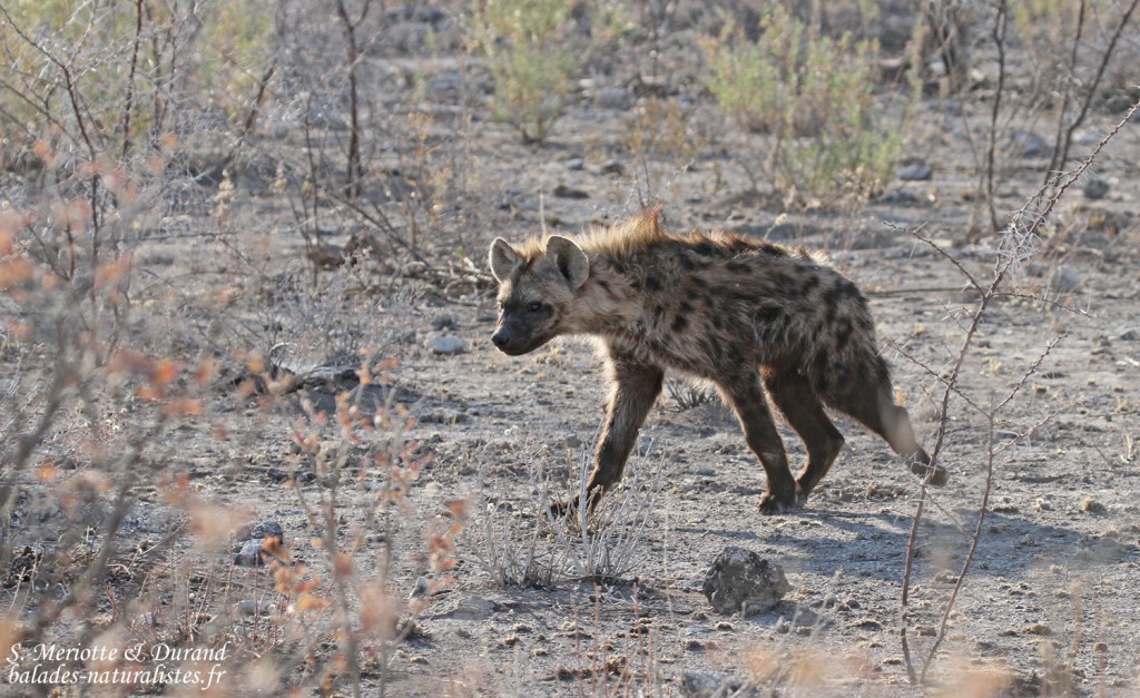 Hyène tachetée, Halali (Etosha)