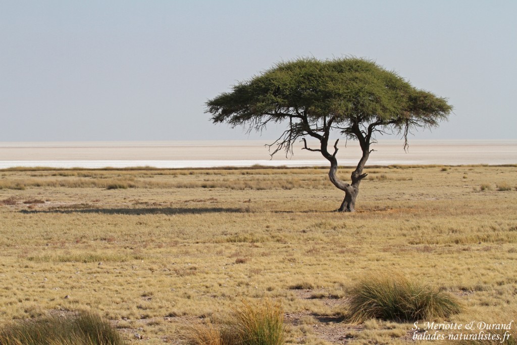 Salvadora, Etosha