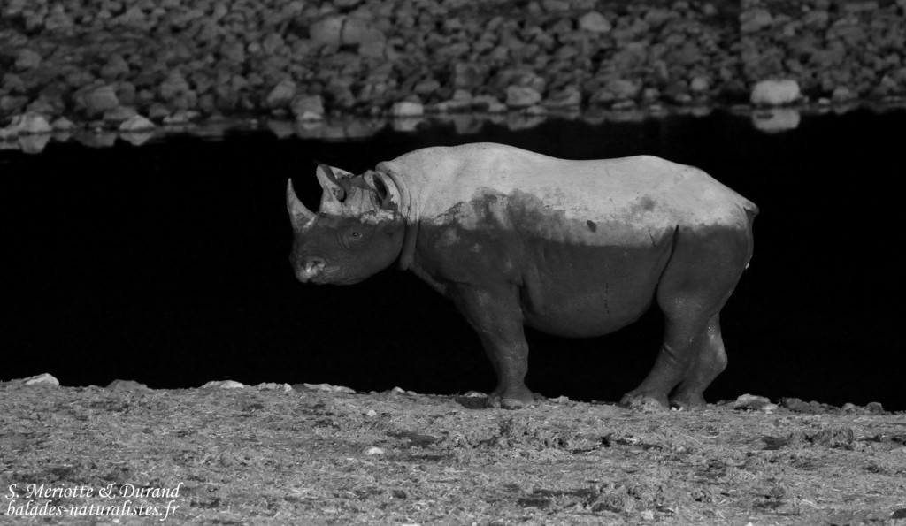 Rhinocéros noir, Okaukuejo, Etosha
