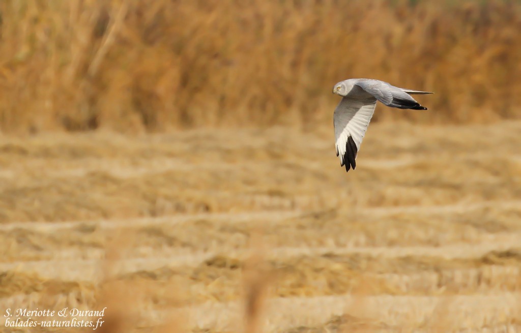 Busard pâle, mas des Charlots, Camargue, décembre 2015