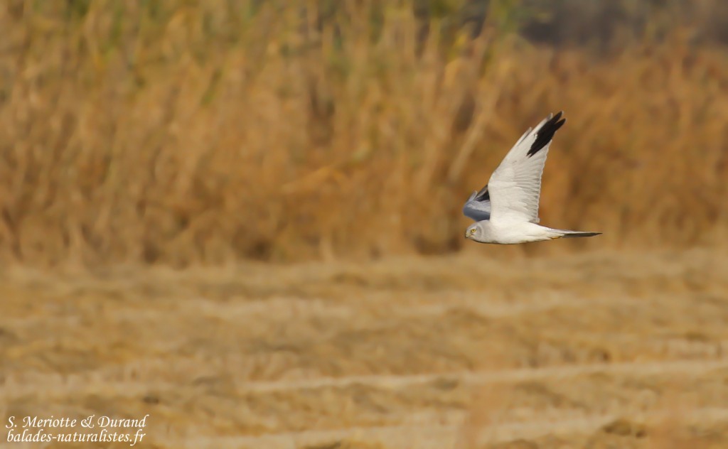 Busard pâle, mas des Charlots, Camargue, décembre 2015