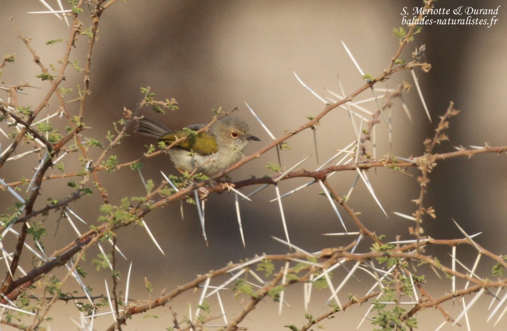 Camaroptère à dos gris, Parc national de Mahango