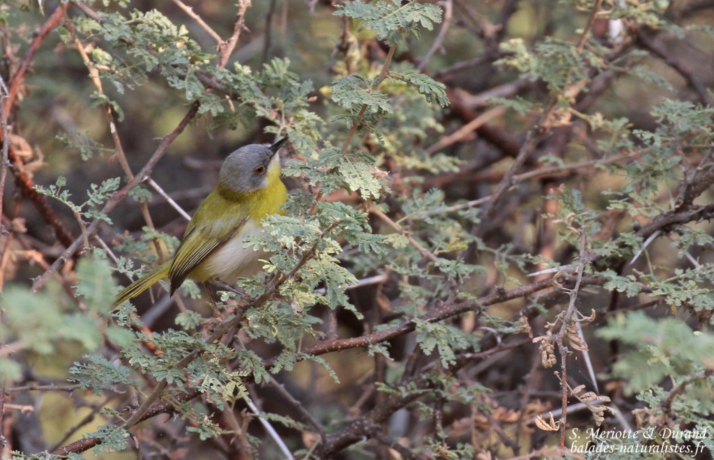 Apalis à gorge jaune, Parc national de Mahango