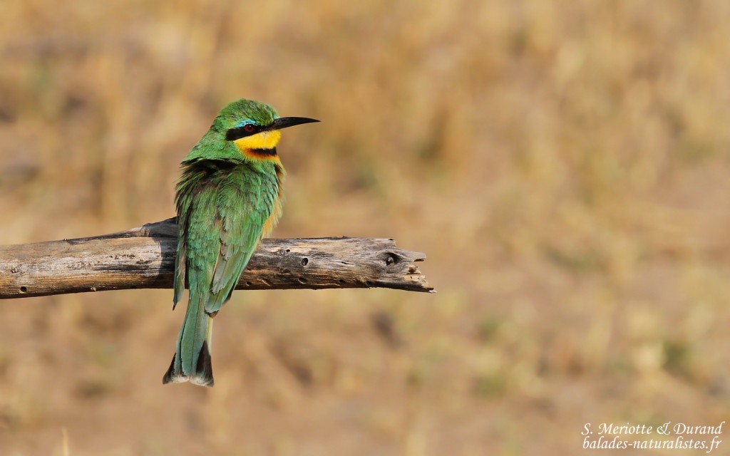 Guêpier nain, Parc national de Mahango