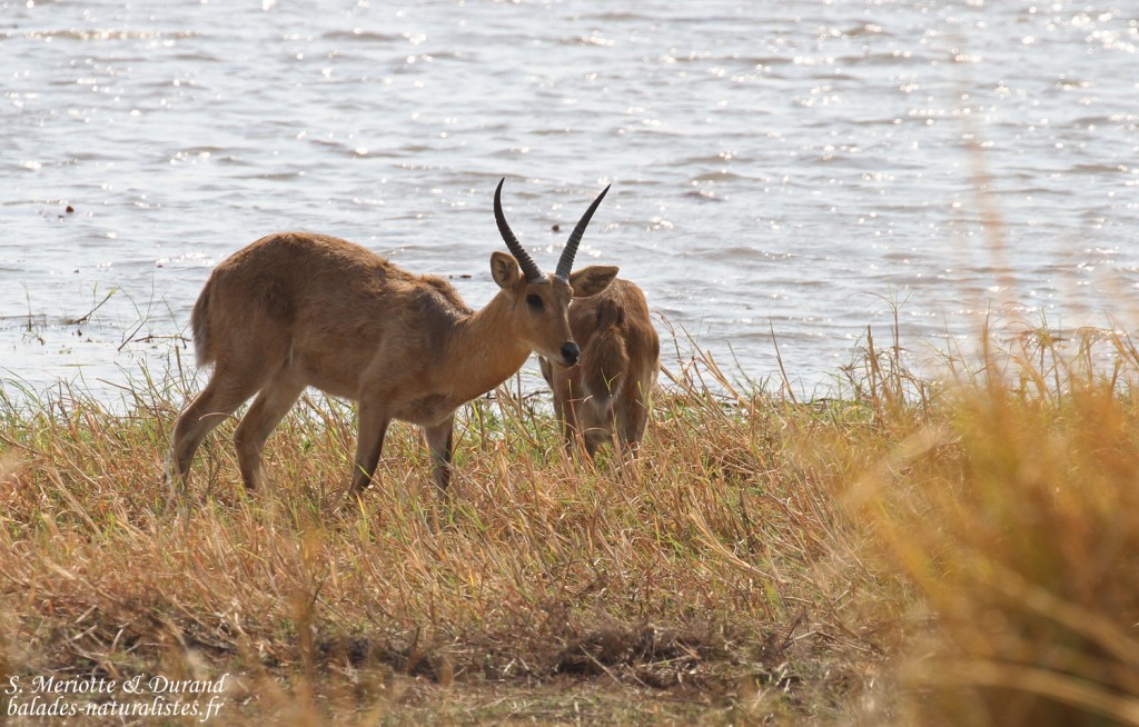 Cobe des roseaux, Parc national de Mahango