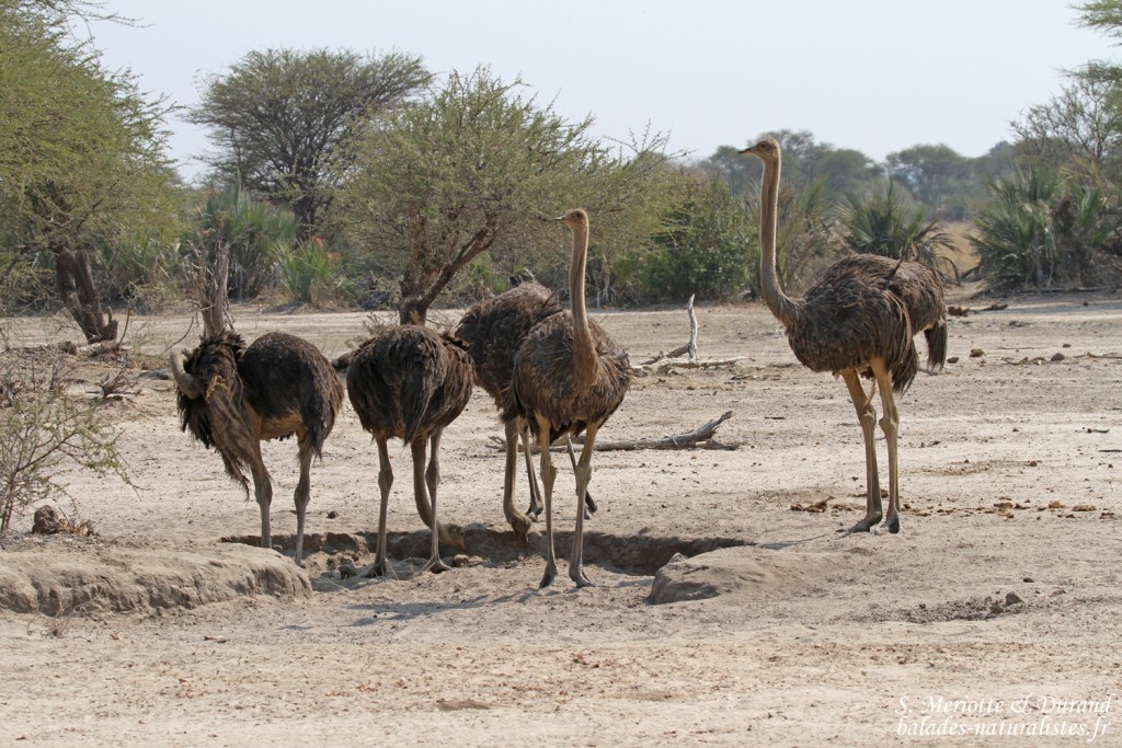 Autruches, Parc national de Mahango