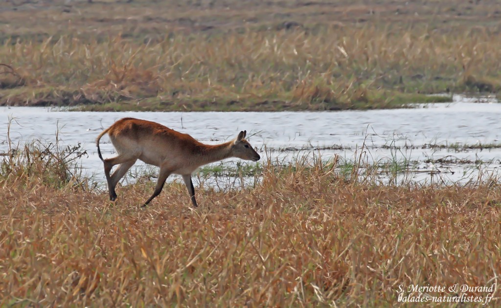 Cobe lechwe, Parc national de Mahango