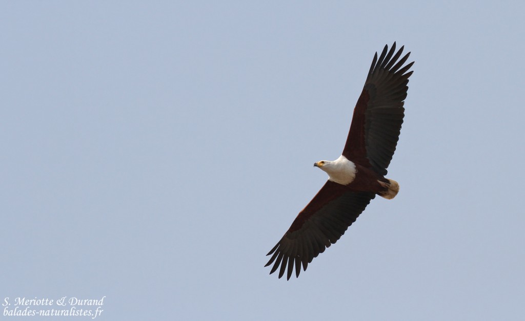 Pygargue vocifère, Parc national de Mahango