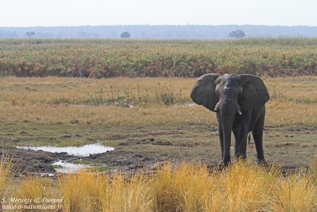 Éléphant, Parc national de Mahango