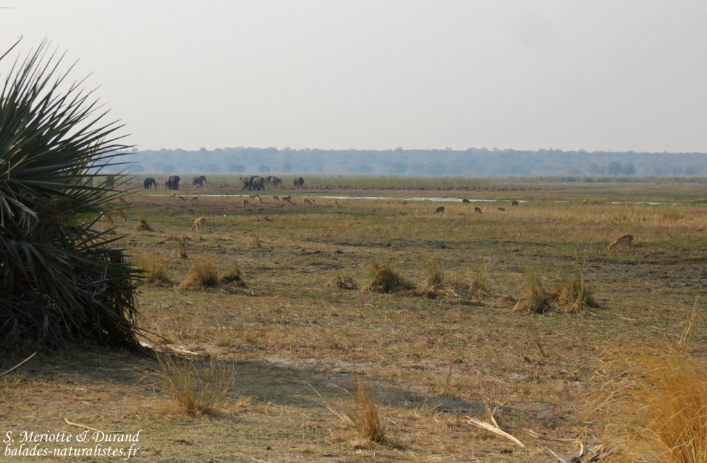 Parc national de Mahango