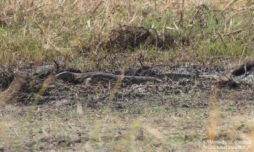 Varan, Parc national de Mahango
