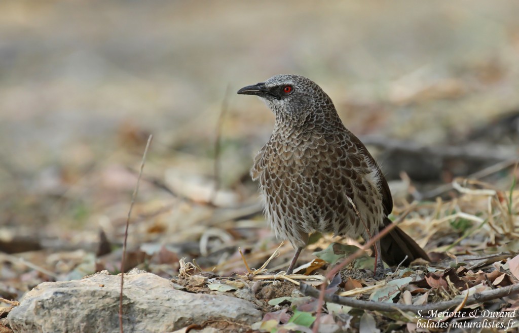 Cratérope de Hartlaub, Parc national de Mahango