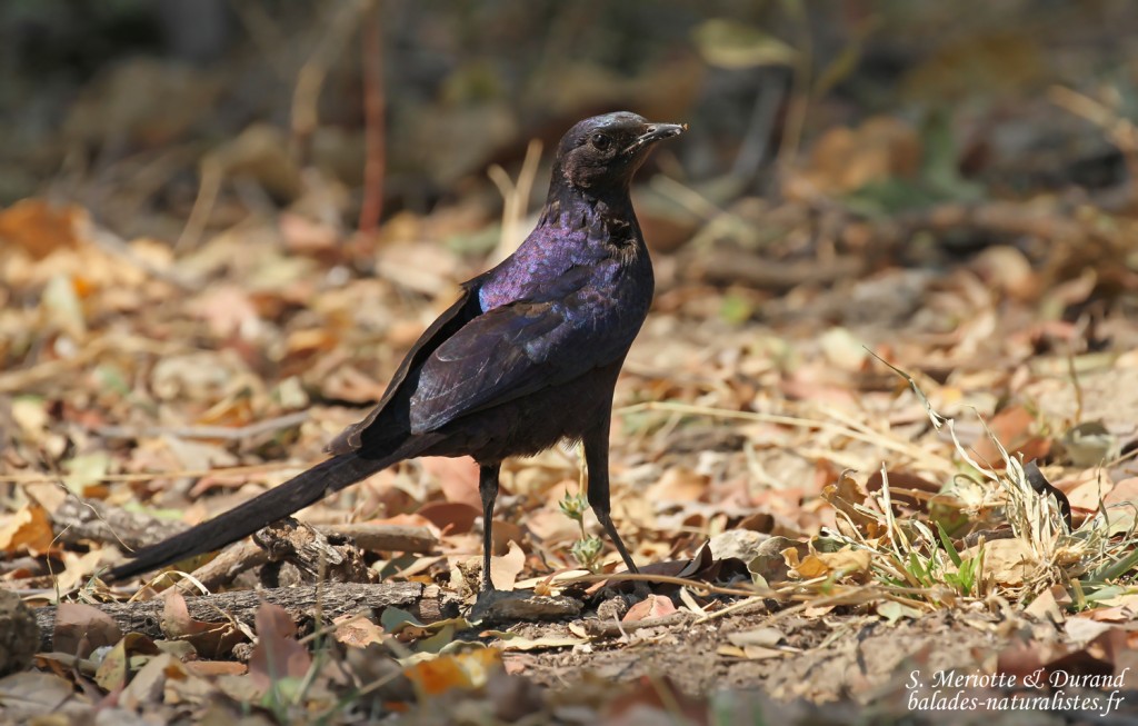 Choucador de Meves, Parc national de Mahango
