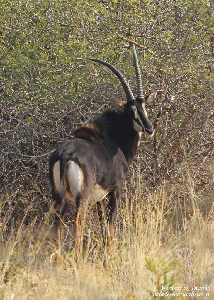 Hippotrague noir, Parc national de Mahango