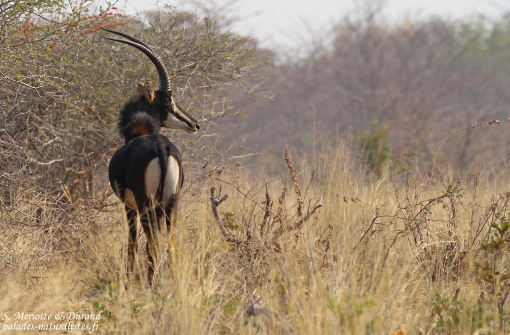 Hippotrague noir, Parc national de Mahango