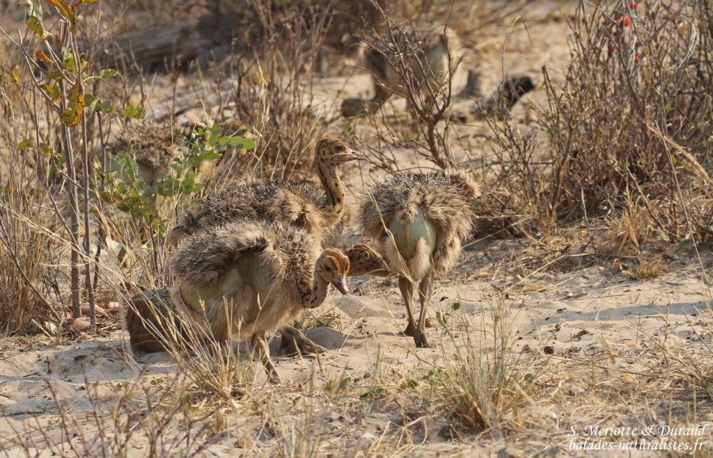 Jeunes autruches, Parc national de Mahango