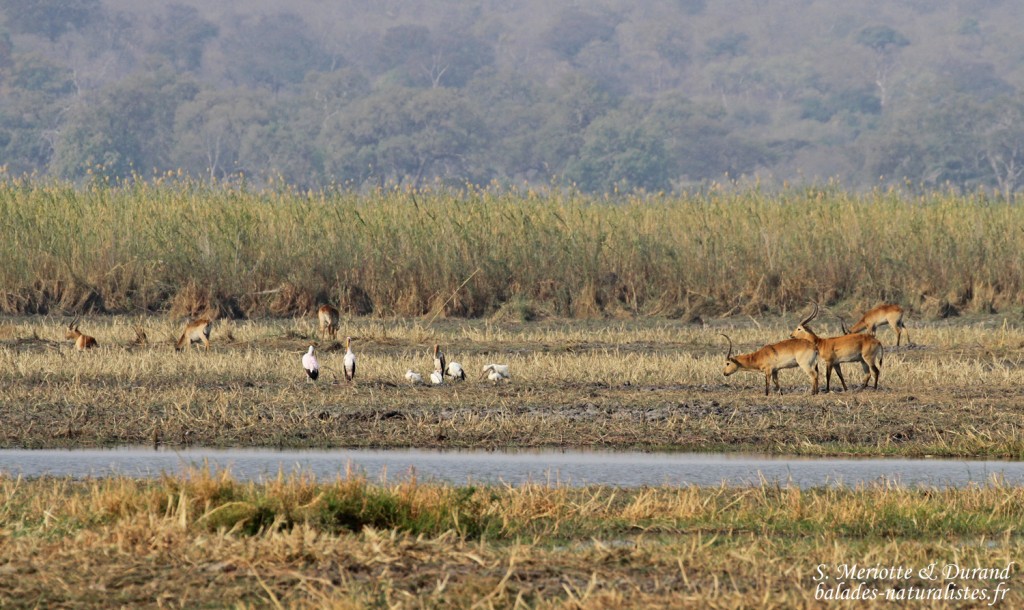 Tantales et cobes lechwe, Parc national de Mahango