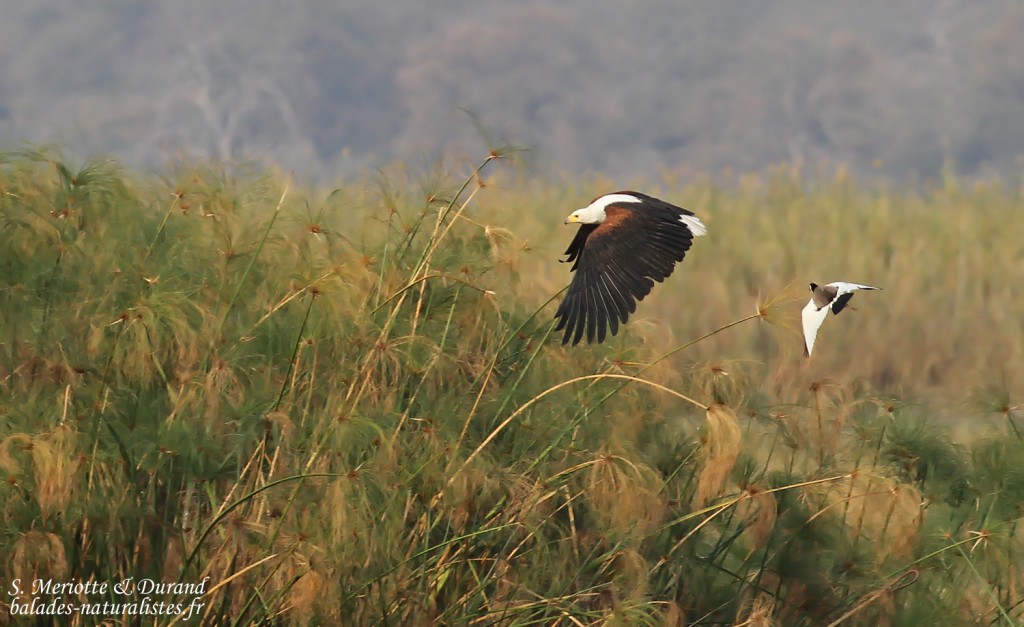 Pygargue vocifère, Parc national de Mahango