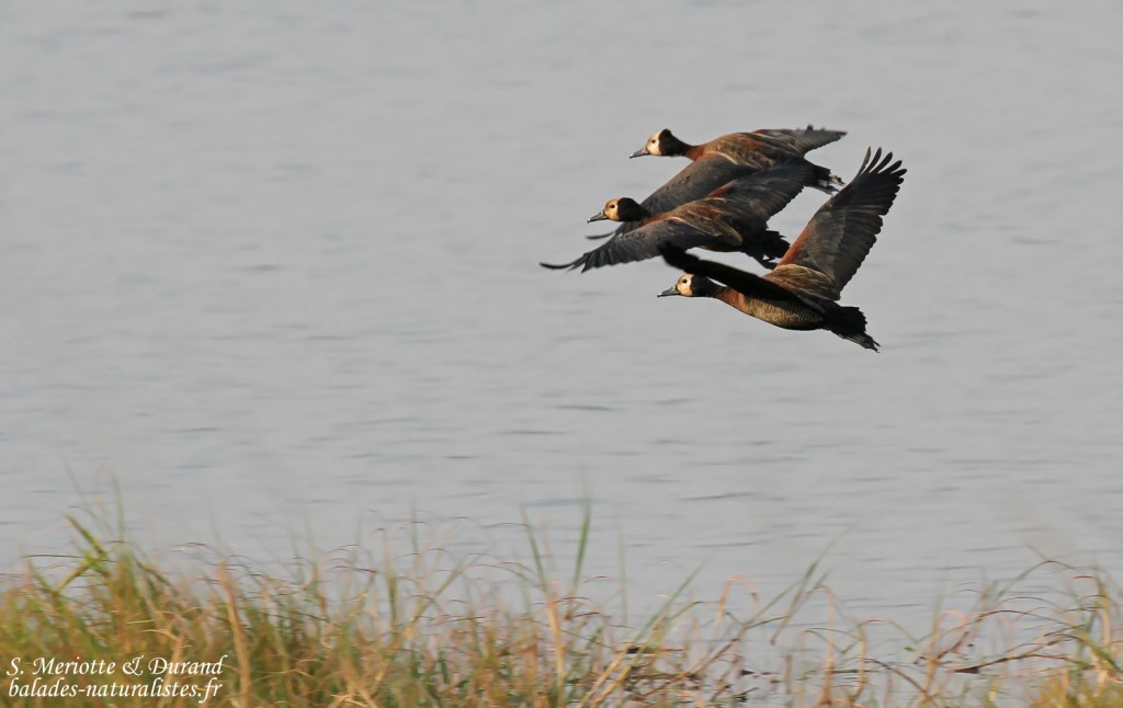 Dendrocygnes veufs, Parc national de Mahango