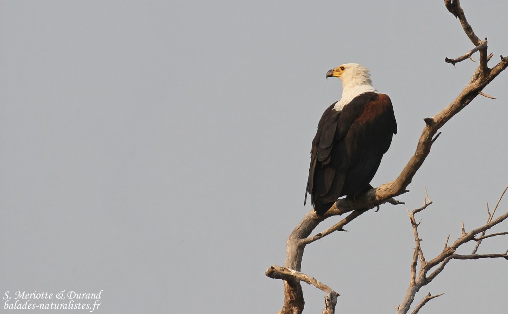Pygargue vocifère, Parc national de Mahango
