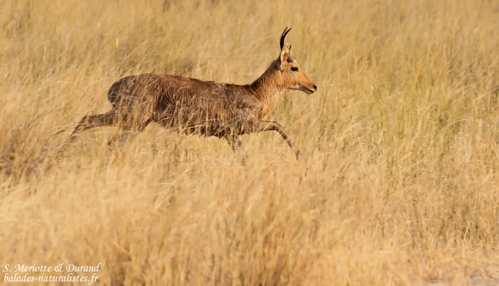 Cobe des roseaux, Parc national de Mahango