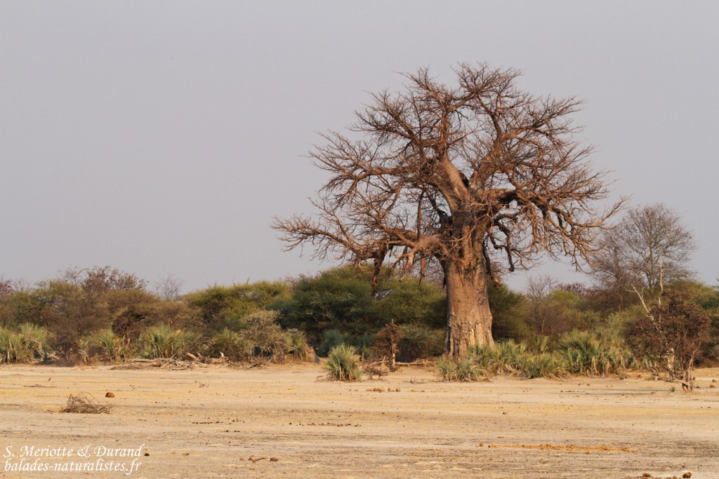 Baobab, Parc national de Mahango